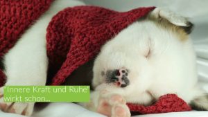 Mehr über den Artikel erfahren Resilienz-Training tierisch einfach